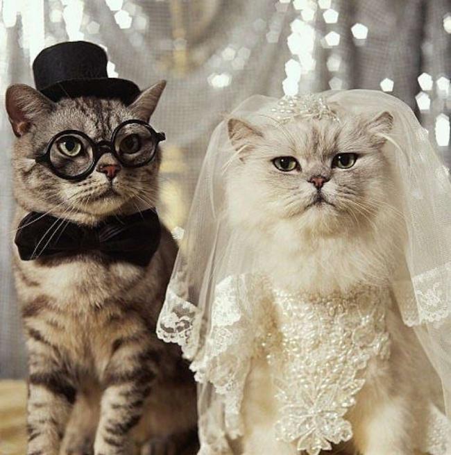 roupas de noivo e noiva de gatos roupas de noivo e noiva de gatos