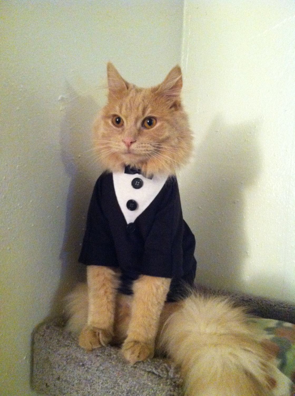 terno preto para gato terno preto para gato