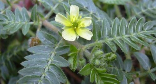 tribulus terrestris planta