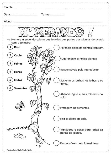 AVALIAÇÃO DE CIÊNCIAS: : 4º ANO DO ENSINO FUNDAMENTAL 1 - II CICLO